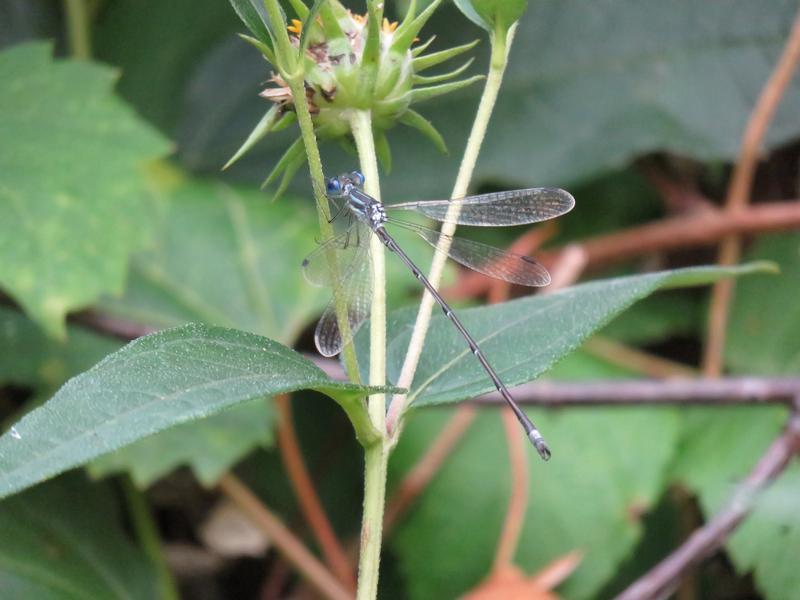 Photo of Slender Spreadwing