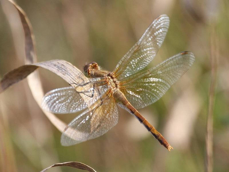 Photo of Ruby Meadowhawk