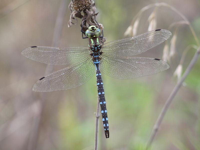 Photo of Lance-tipped Darner