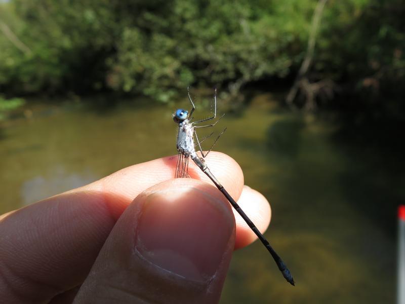 Photo of Northern Spreadwing