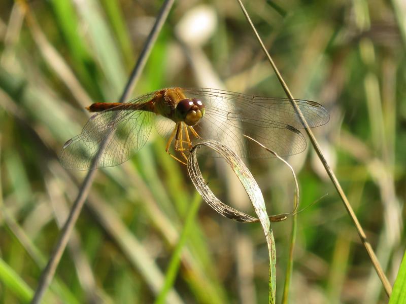 Photo of Autumn Meadowhawk