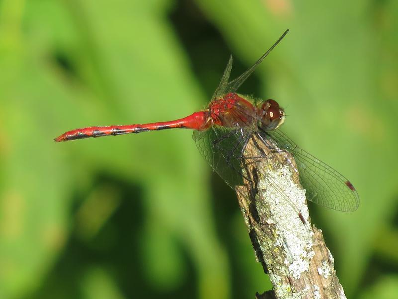 Photo of White-faced Meadowhawk