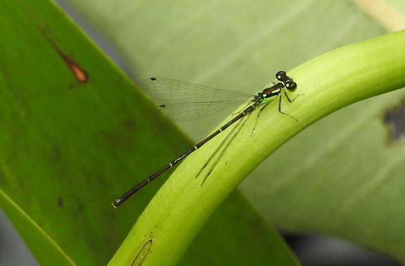 Photo of Fragile Forktail