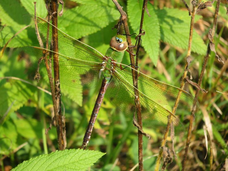 Photo of Common Green Darner