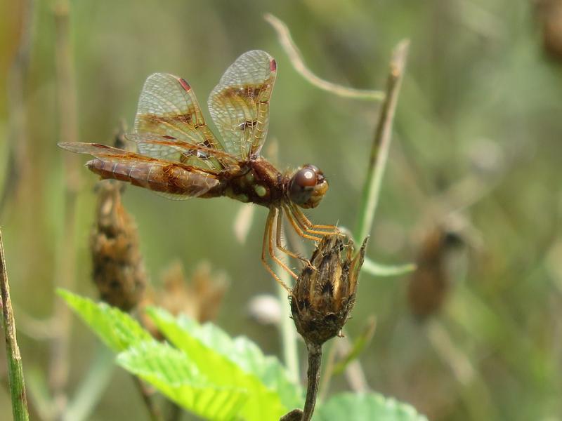 Photo of Eastern Amberwing