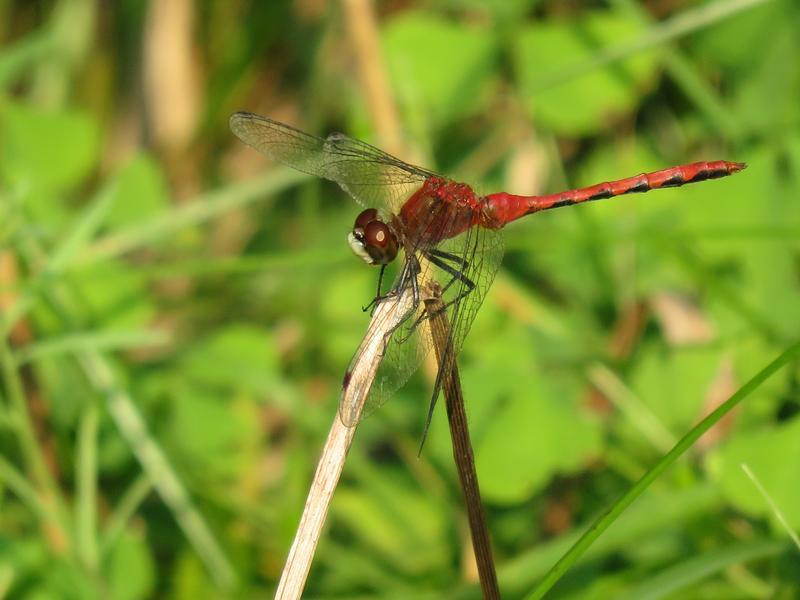 Photo of White-faced Meadowhawk