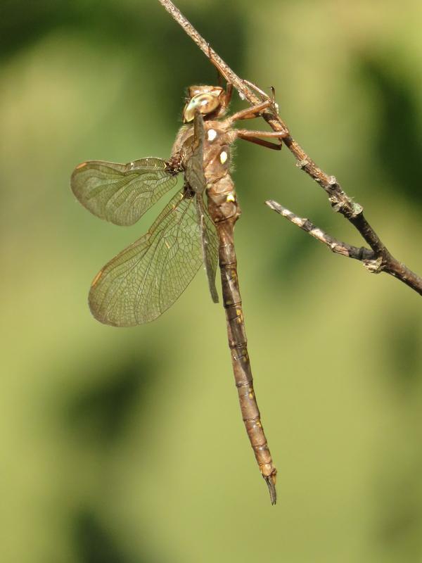 Photo of Fawn Darner