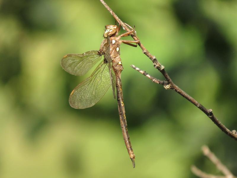 Photo of Fawn Darner