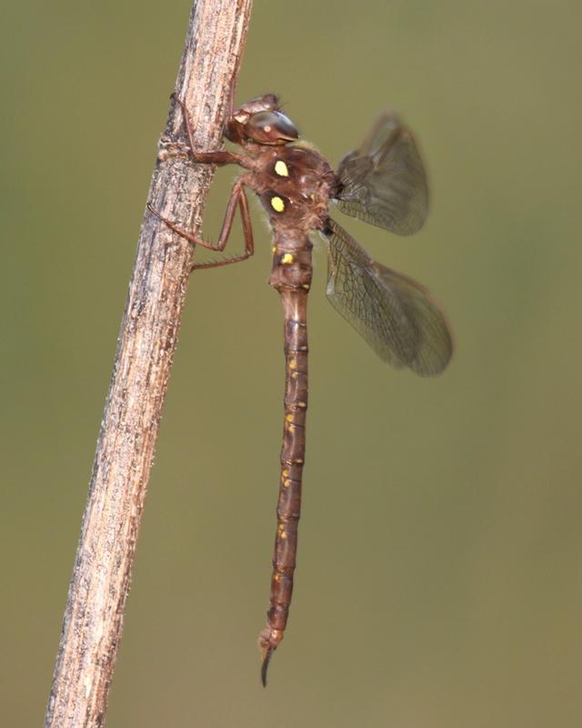 Photo of Fawn Darner