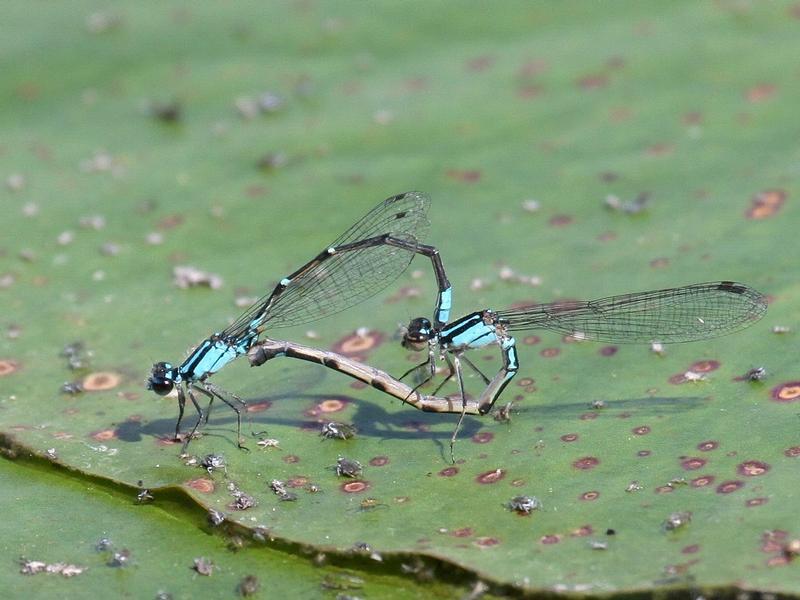 Photo of Skimming Bluet
