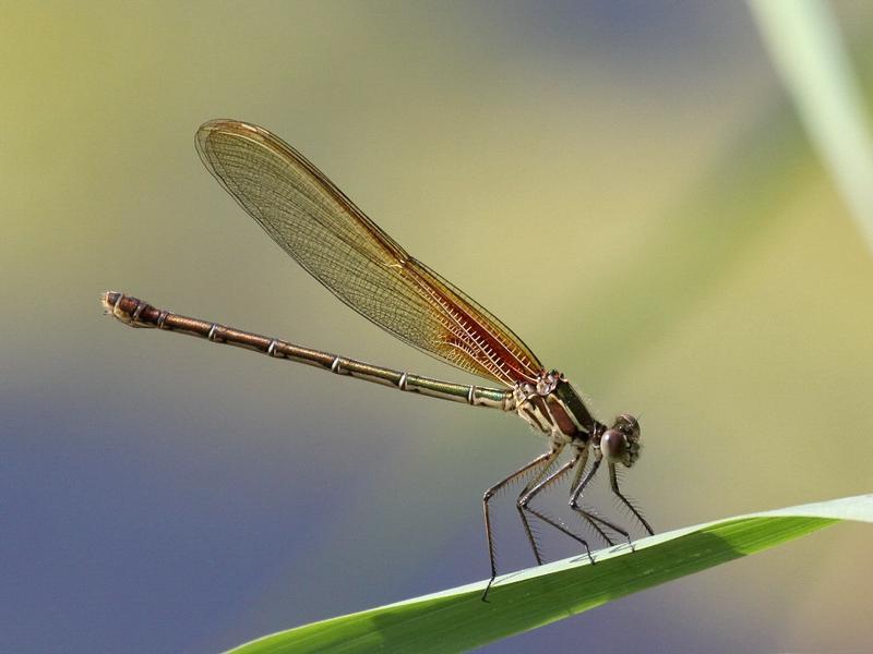 Photo of American Rubyspot