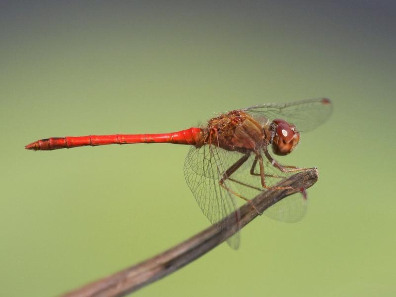 Photo of Autumn Meadowhawk