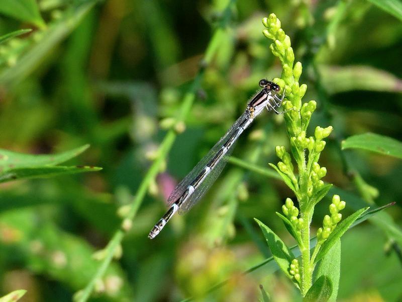 Photo of River Bluet