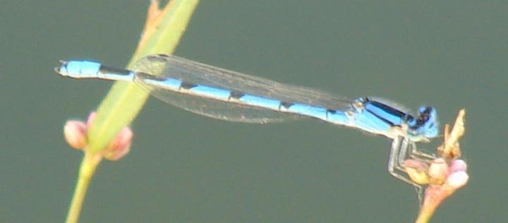 Photo of Familiar Bluet