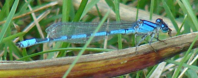 Photo of Familiar Bluet