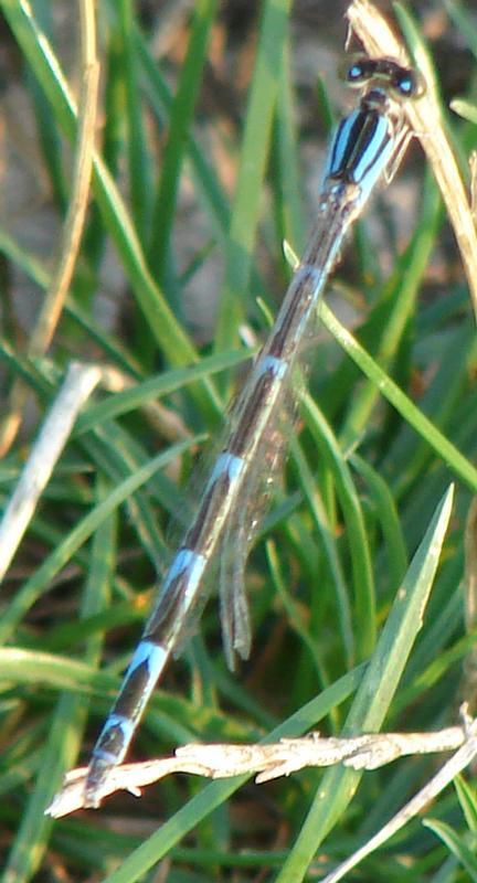 Photo of Familiar Bluet
