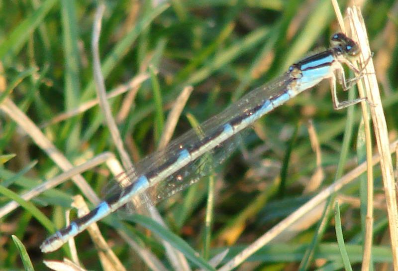 Photo of Familiar Bluet