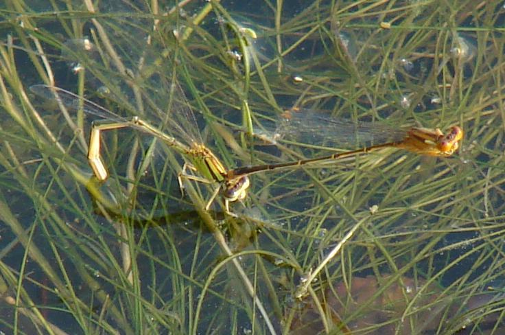 Photo of Orange Bluet