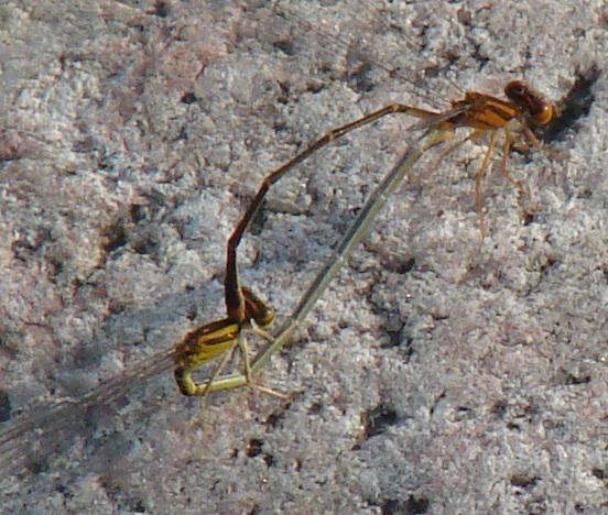 Photo of Orange Bluet