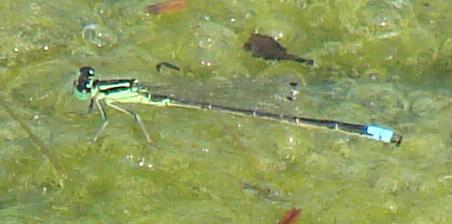 Photo of Eastern Forktail