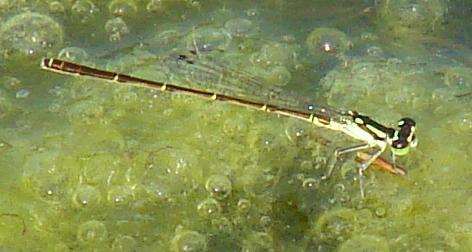 Photo of Fragile Forktail