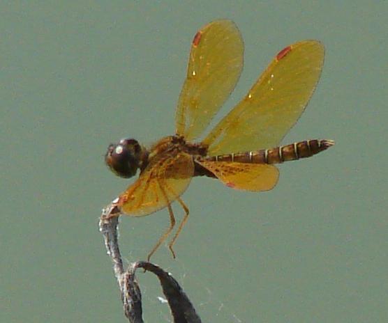 Photo of Eastern Amberwing
