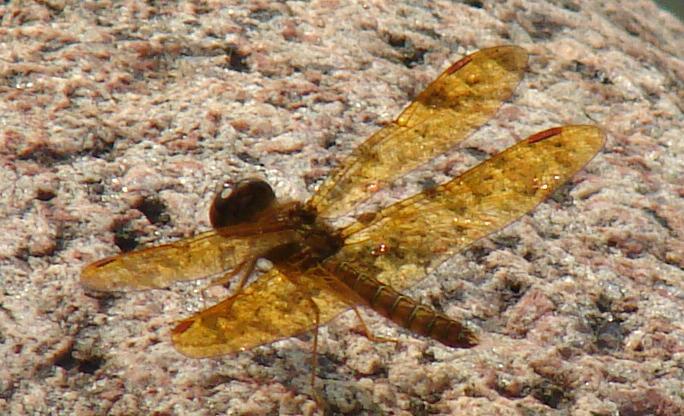 Photo of Eastern Amberwing