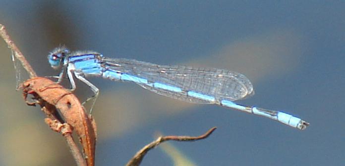 Photo of Familiar Bluet