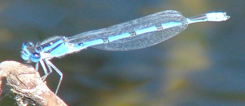 Photo of Familiar Bluet