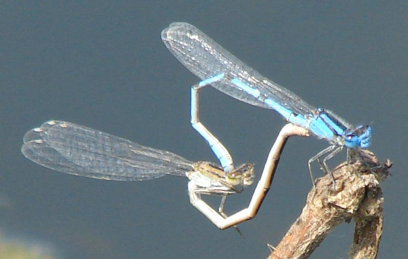 Photo of Familiar Bluet