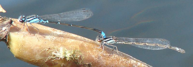 Photo of Skimming Bluet