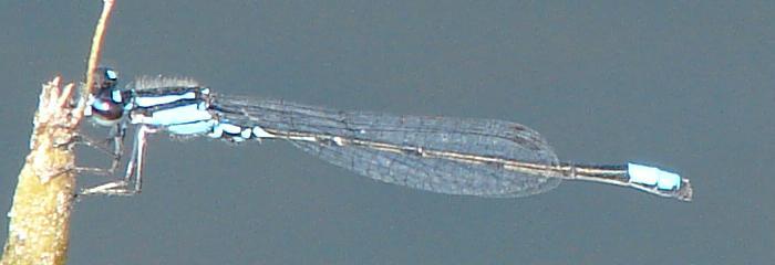 Photo of Skimming Bluet