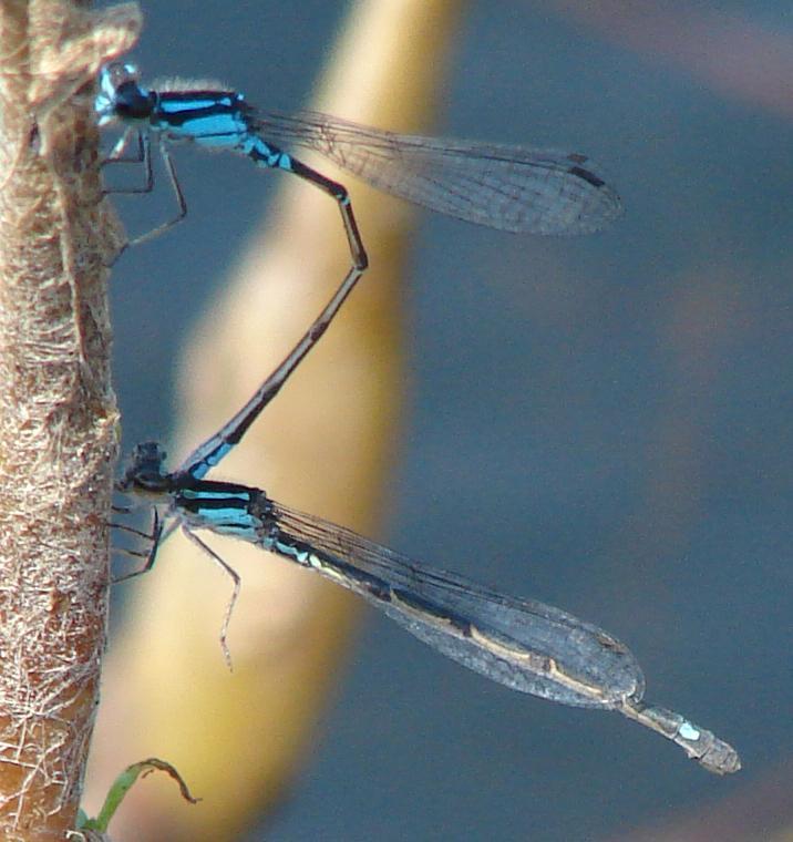 Photo of Skimming Bluet