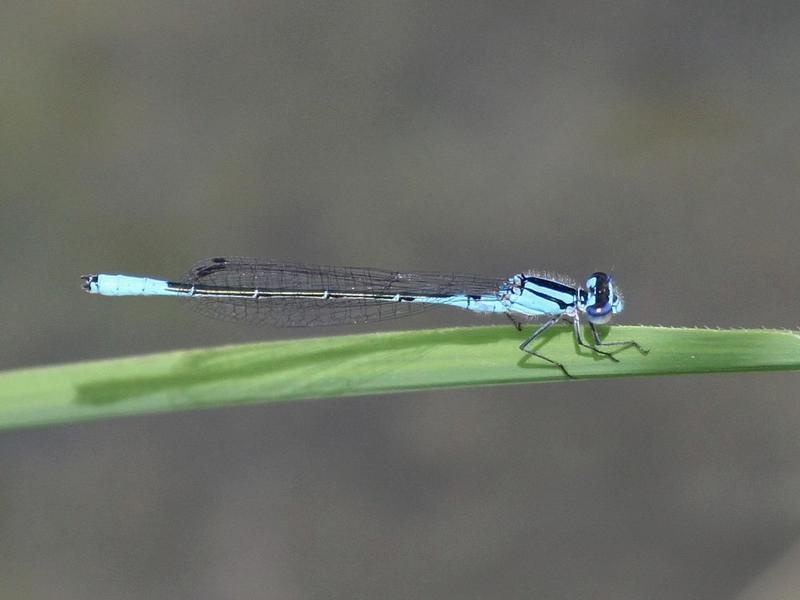 Photo of Azure Bluet