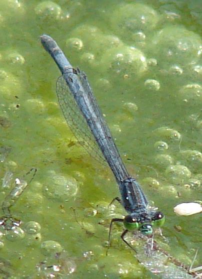 Photo of Eastern Forktail