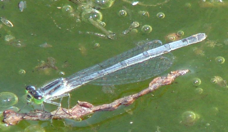 Photo of Eastern Forktail