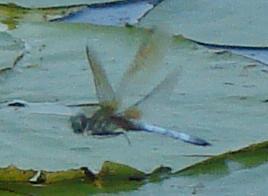 Photo of Blue Dasher