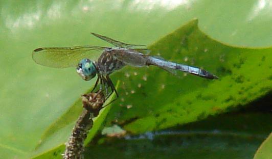 Photo of Blue Dasher