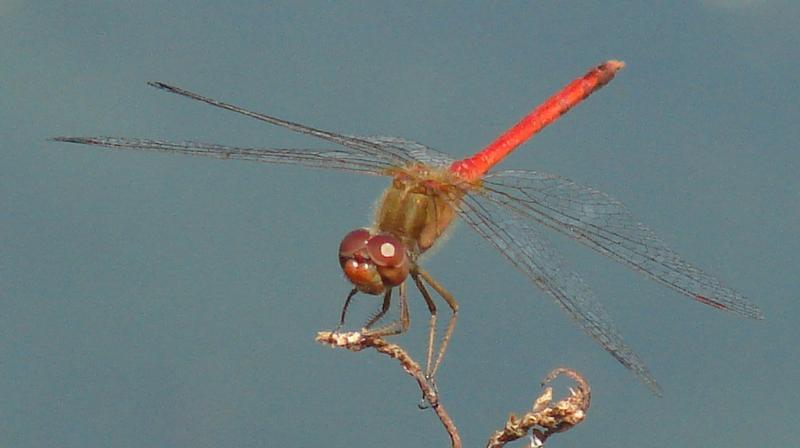 Photo of Autumn Meadowhawk