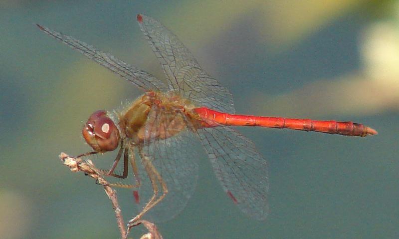 Photo of Autumn Meadowhawk