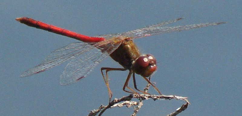 Photo of Autumn Meadowhawk
