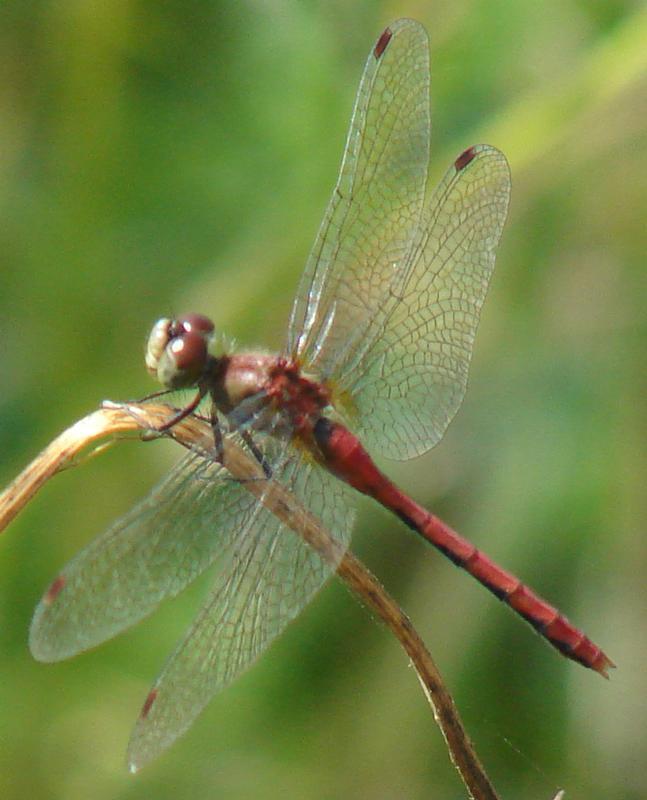 Photo of White-faced Meadowhawk