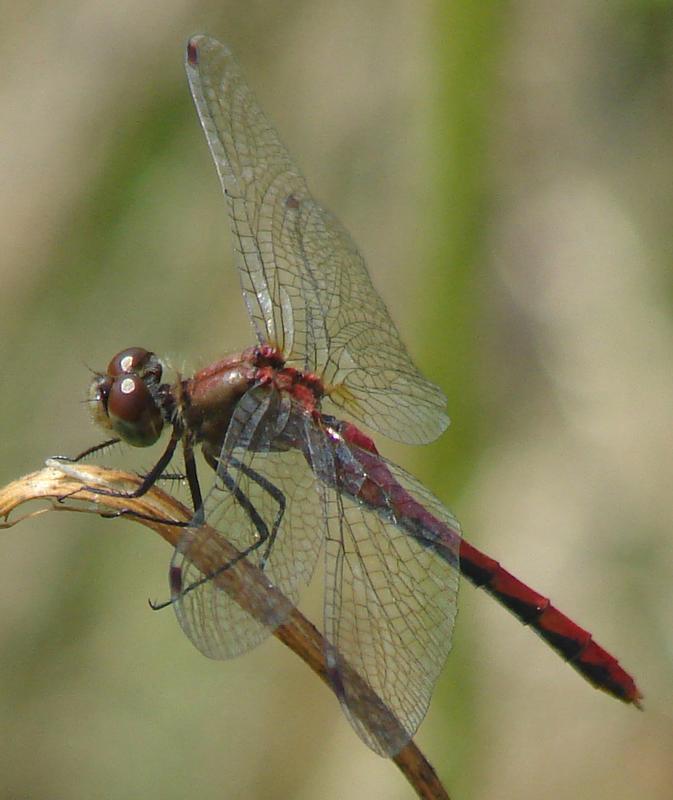 Photo of White-faced Meadowhawk