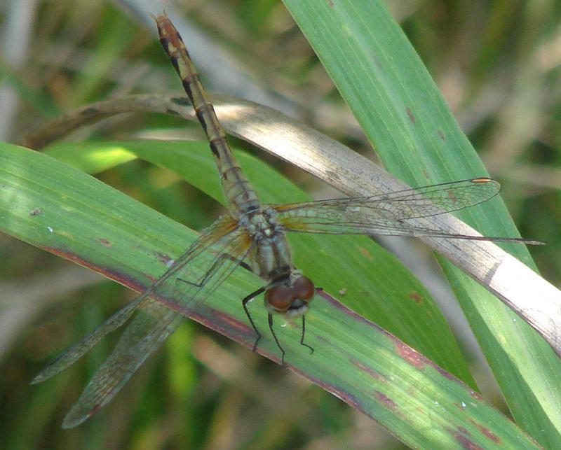 Photo of White-faced Meadowhawk