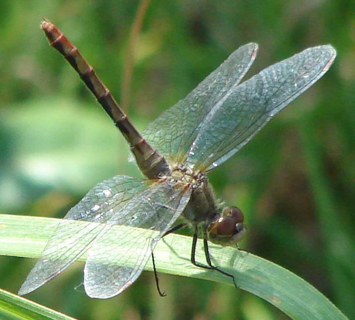 Photo of White-faced Meadowhawk