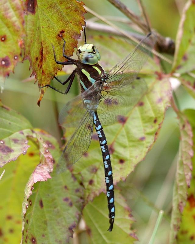 Photo of Lance-tipped Darner