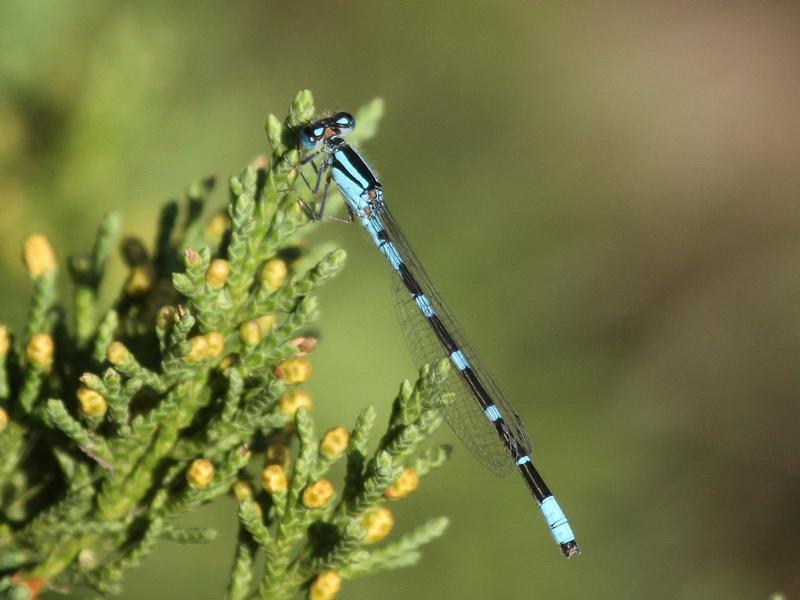Photo of Tule Bluet
