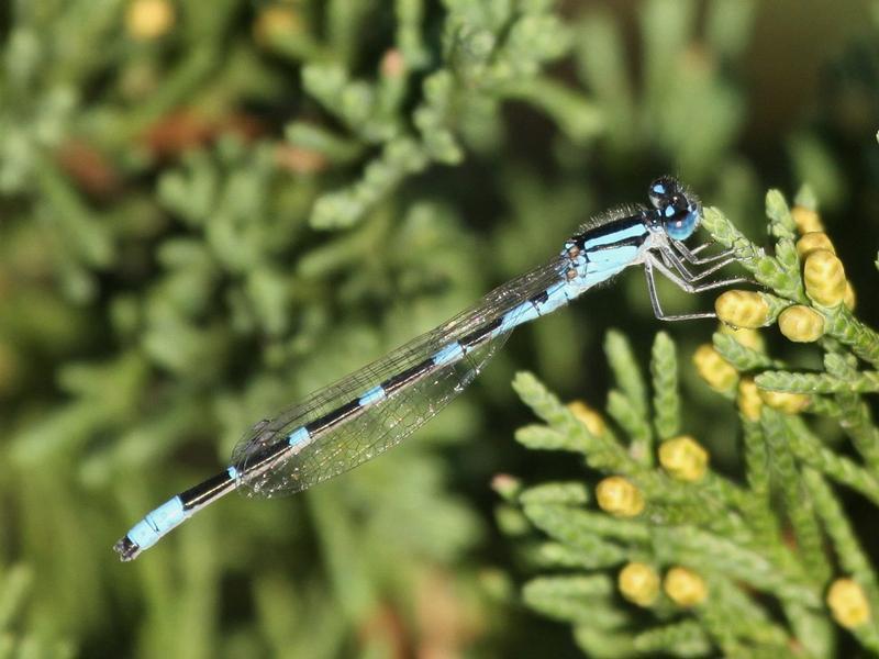 Photo of Tule Bluet