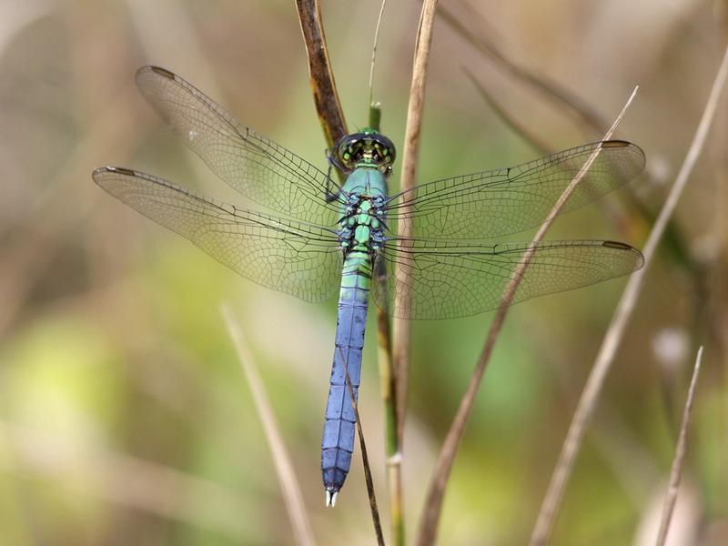 Photo of Eastern Pondhawk