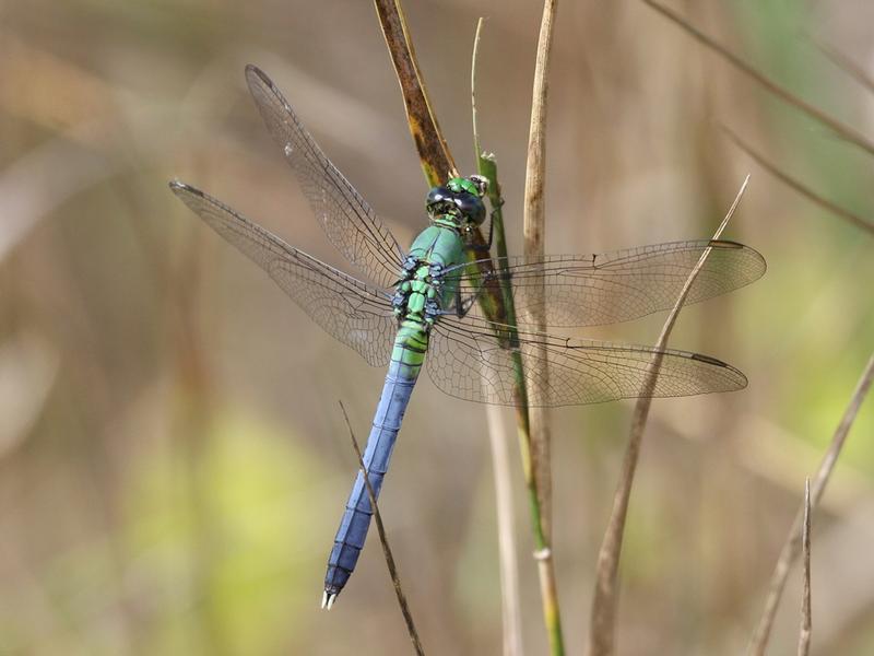 Photo of Eastern Pondhawk